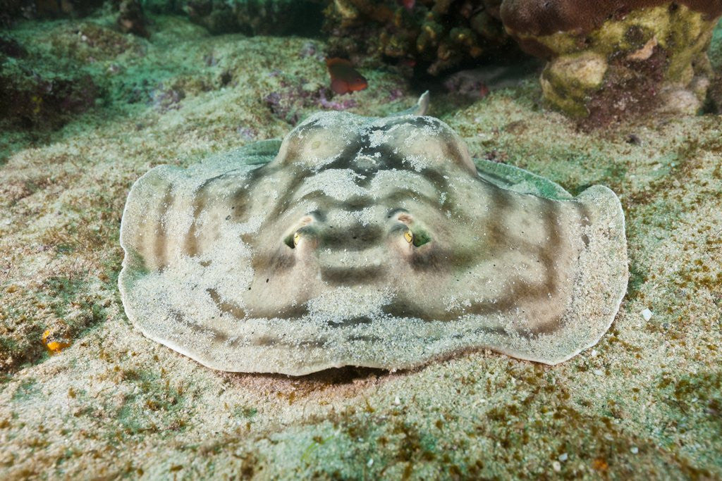 Detail of Reticulated Round Ray (Urobatis concentricus) by Anonymous