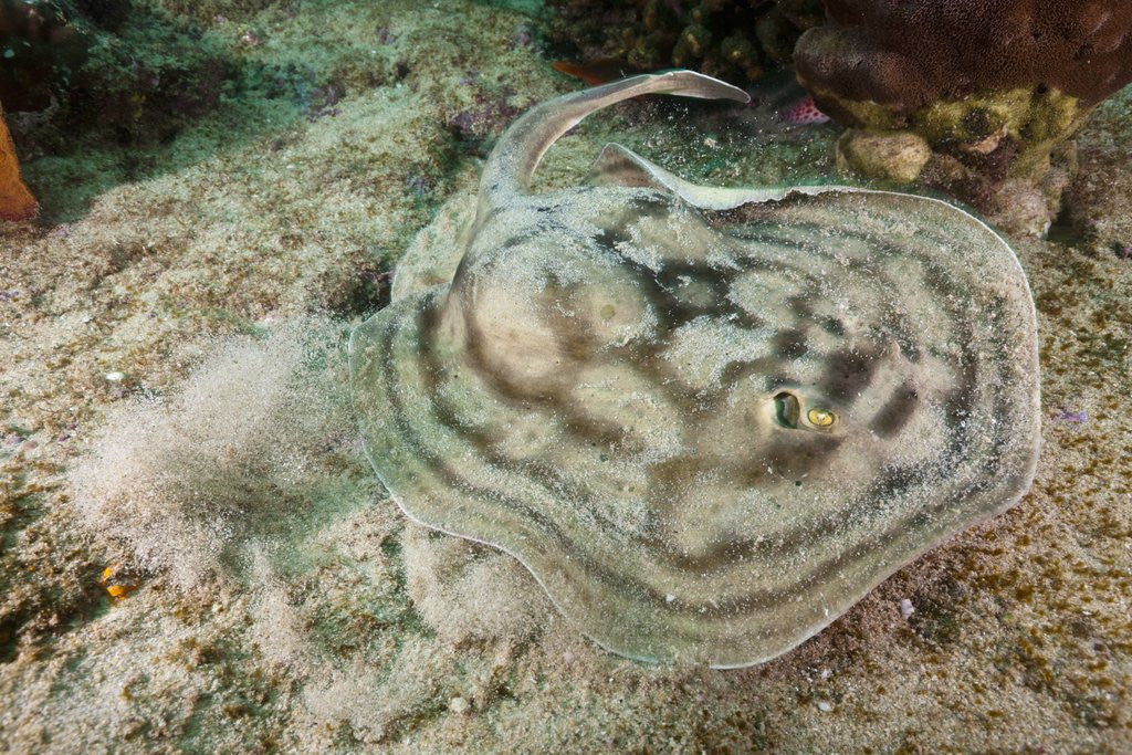 Reticulated Round Ray (Urobatis concentricus) by Corbis