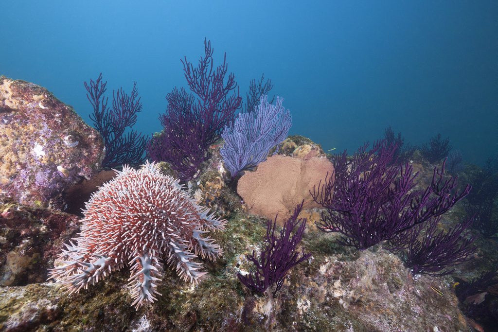 Detail of Crown-of-Thorns Starfish (Acanthaster planci) by Anonymous