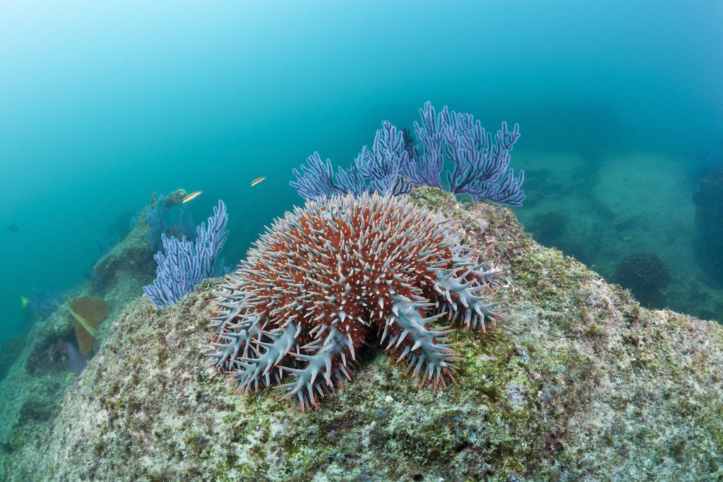 Detail of Crown-of-Thorns Starfish (Acanthaster planci) by Anonymous