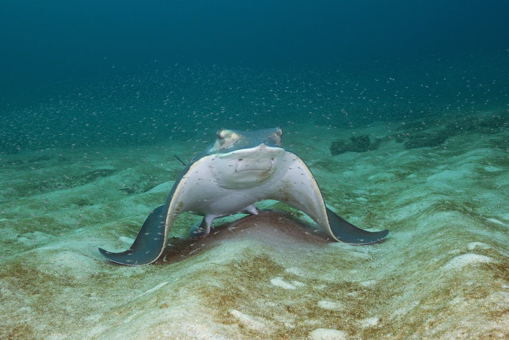 Detail of Bat Ray (Myliobatis californica) by Anonymous