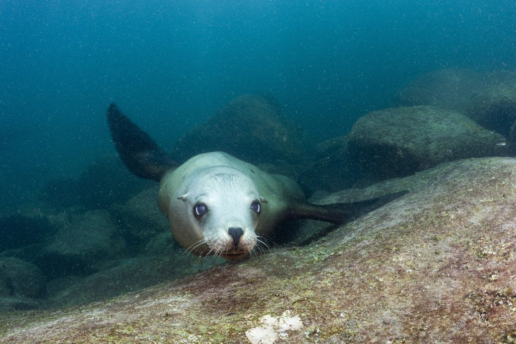 Detail of Californian Sea Lion (Zalophus californianus) by Anonymous