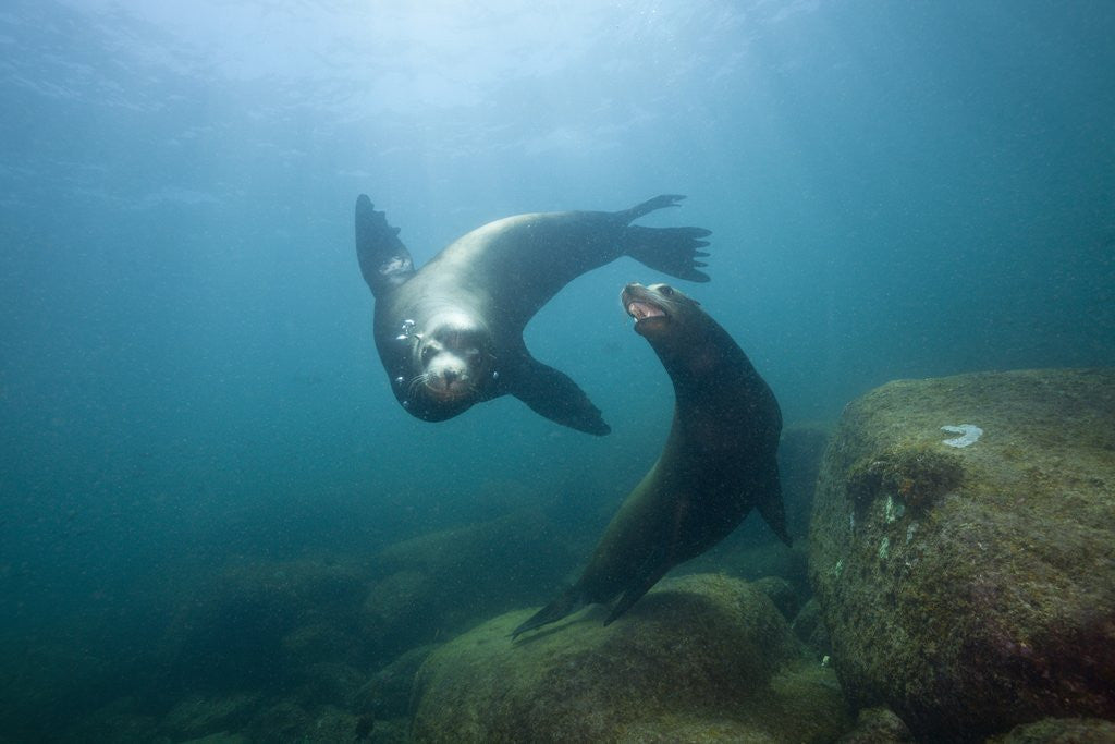 Detail of Californian Sea Lion (Zalophus californianus) by Anonymous
