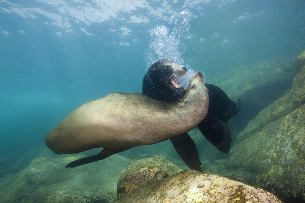 Detail of Californian Sea Lion (Zalophus californianus) by Anonymous