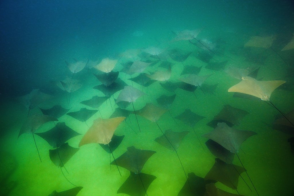 Detail of Pacific Cownose Rays (Rhinoptera steindachneri) by Corbis