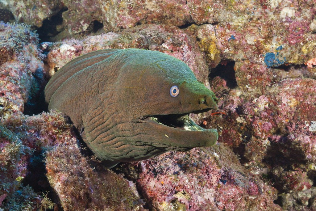 Detail of Panamic Green Moray Eel (Gymnothorax castaneus) by Anonymous