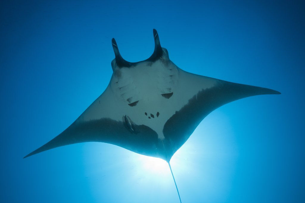 Detail of Manta Ray with Remora (Manta birostris) by Anonymous