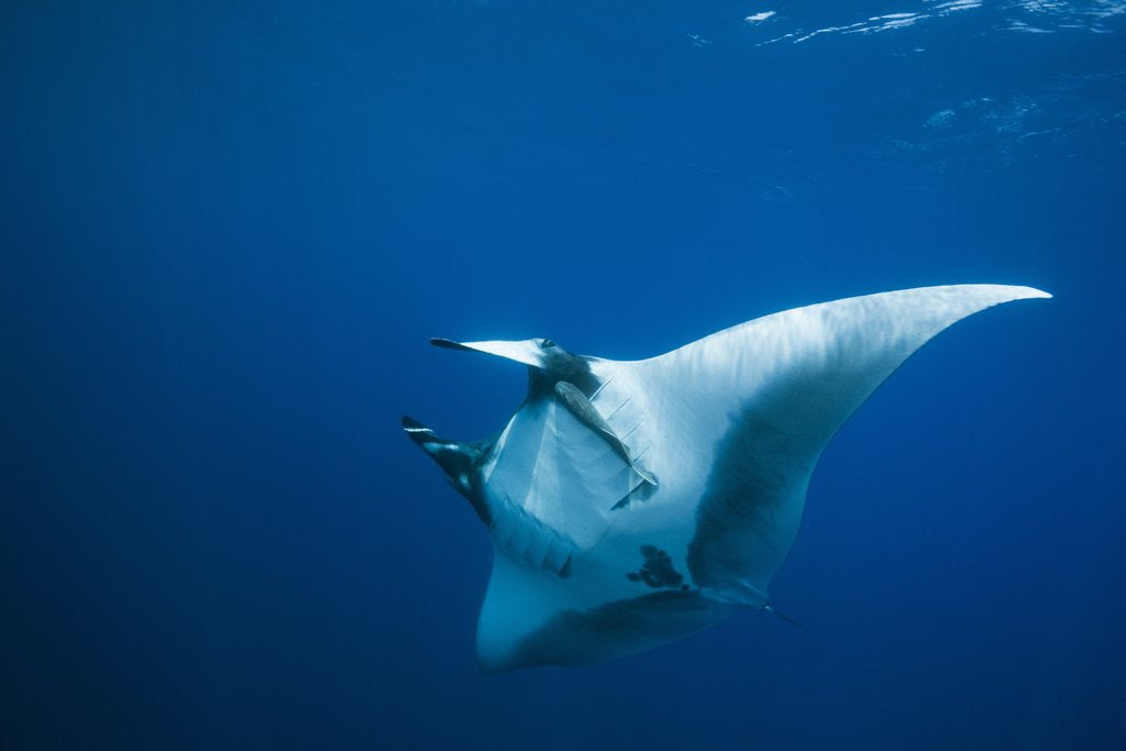 Detail of Manta Ray with Remora (Manta birostris) by Anonymous