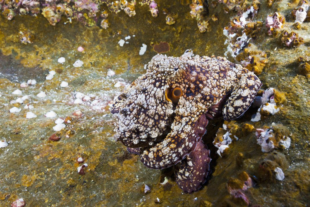 Detail of Common Octopus (Octopus vulgaris) by Anonymous