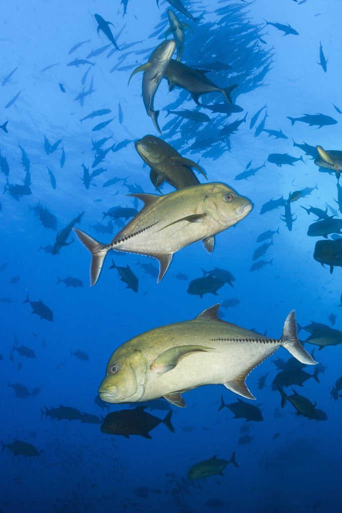 Detail of Black Trevally (Caranx lugubris) by Anonymous