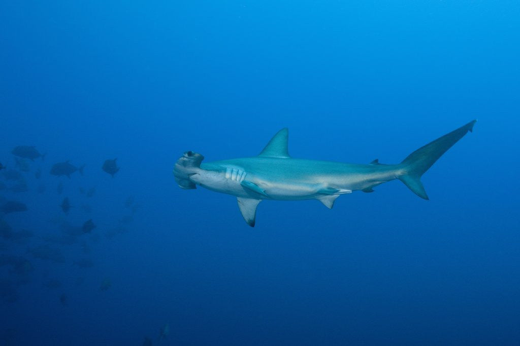 Detail of Scalloped Hammerhead Shark (Sphyrna lewini) by Anonymous