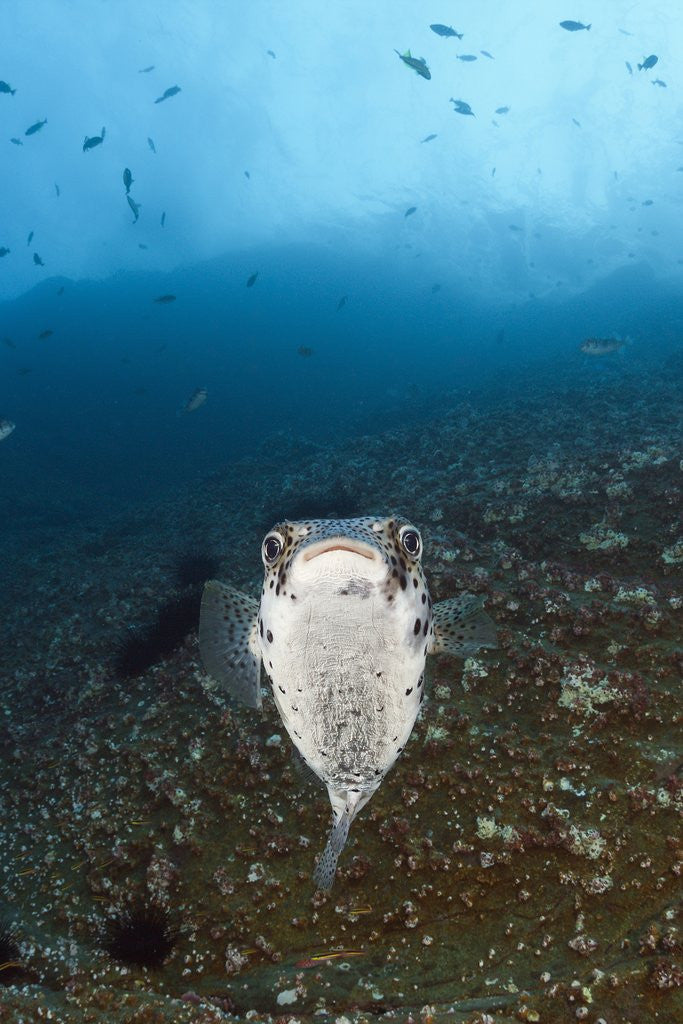 Detail of Porcupinefish (Diodon hystrix) by Anonymous