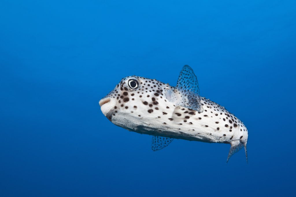 Detail of Porcupinefish (Diodon hystrix) by Anonymous
