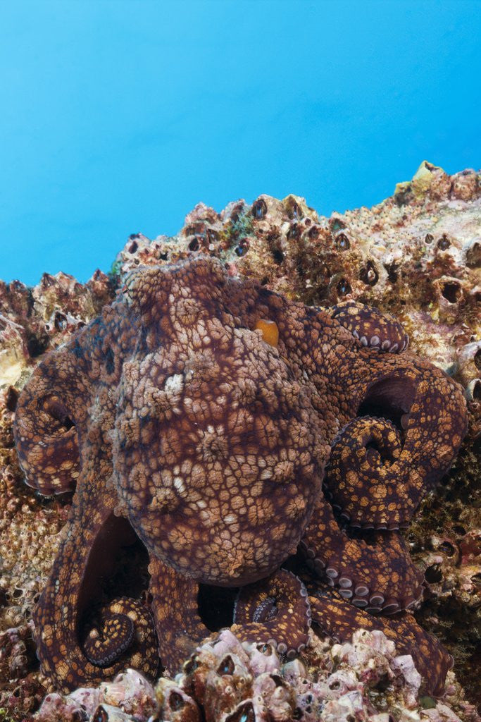 Detail of Common Octopus camouflaged (Octopus vulgaris) by Anonymous