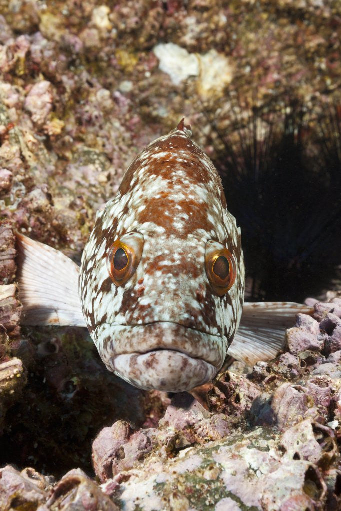 Detail of Starry Grouper (Epinephelus labriformis) by Anonymous