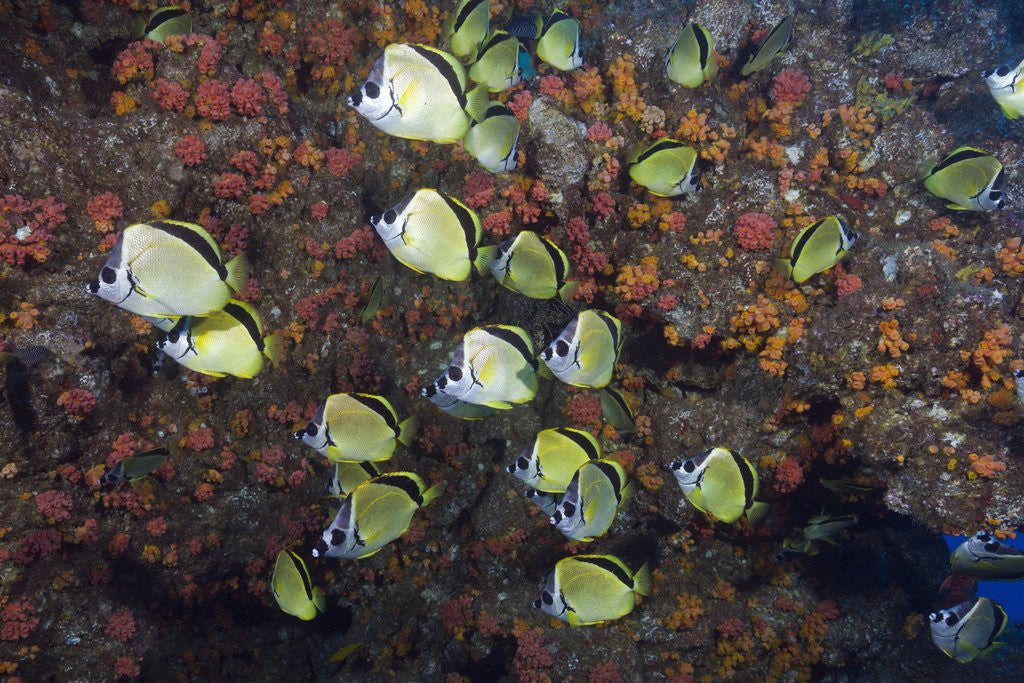 Detail of Barberfish school (Johnrandallia nigrirostris) by Anonymous