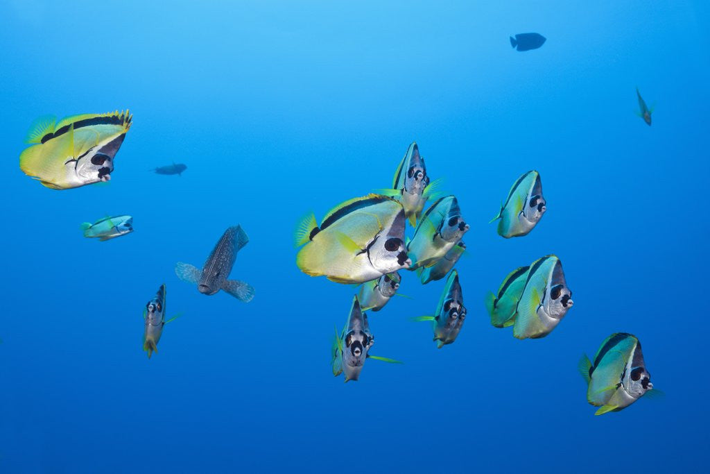 Detail of Barberfish school (Johnrandallia nigrirostris) by Anonymous