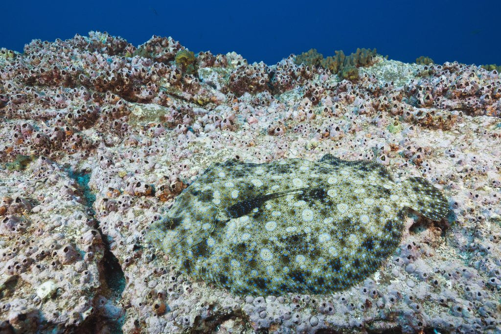 Detail of Pacific Leopard Flounder camouflaged (Bothus leopardinus) by Anonymous