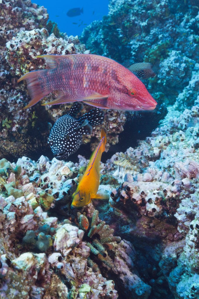 Detail of Mexican Hogfish (Bodianus diplotaenia), Clarion Angelfish (Holacanthus clarionensis) and Guineafowl Puffer (Arothron meleagris) by Anonymous