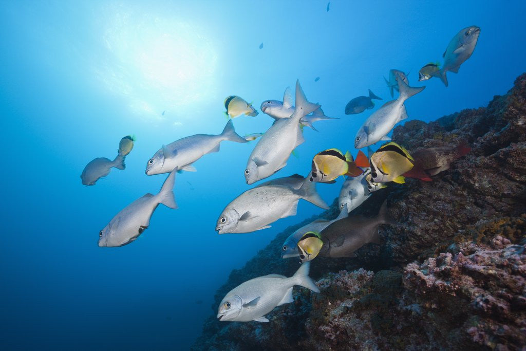 Detail of Blue-bronze Sea Chub school (Kyphosus analogus) at cleaning station by Anonymous