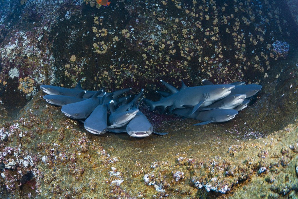 Detail of Whitetip Reef Shark school resting (Triaenodon obesus) by Anonymous