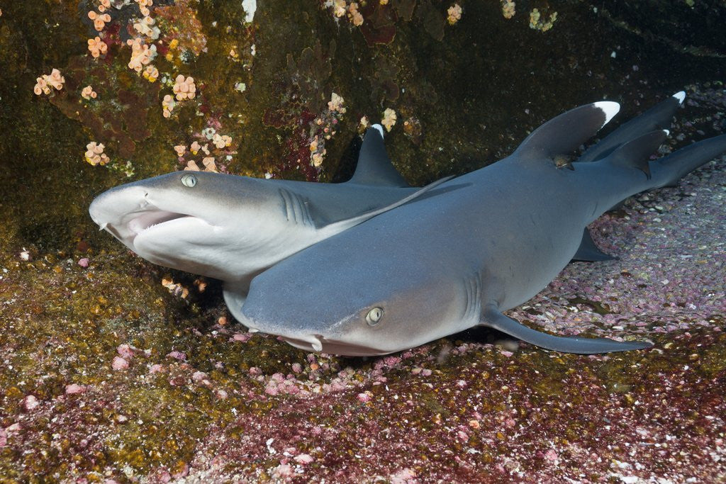 Detail of Whitetip Reef Shark (Triaenodon obesus) by Anonymous