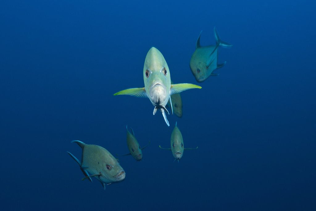 Detail of Black Trevally (Caranx lugubris) by Anonymous