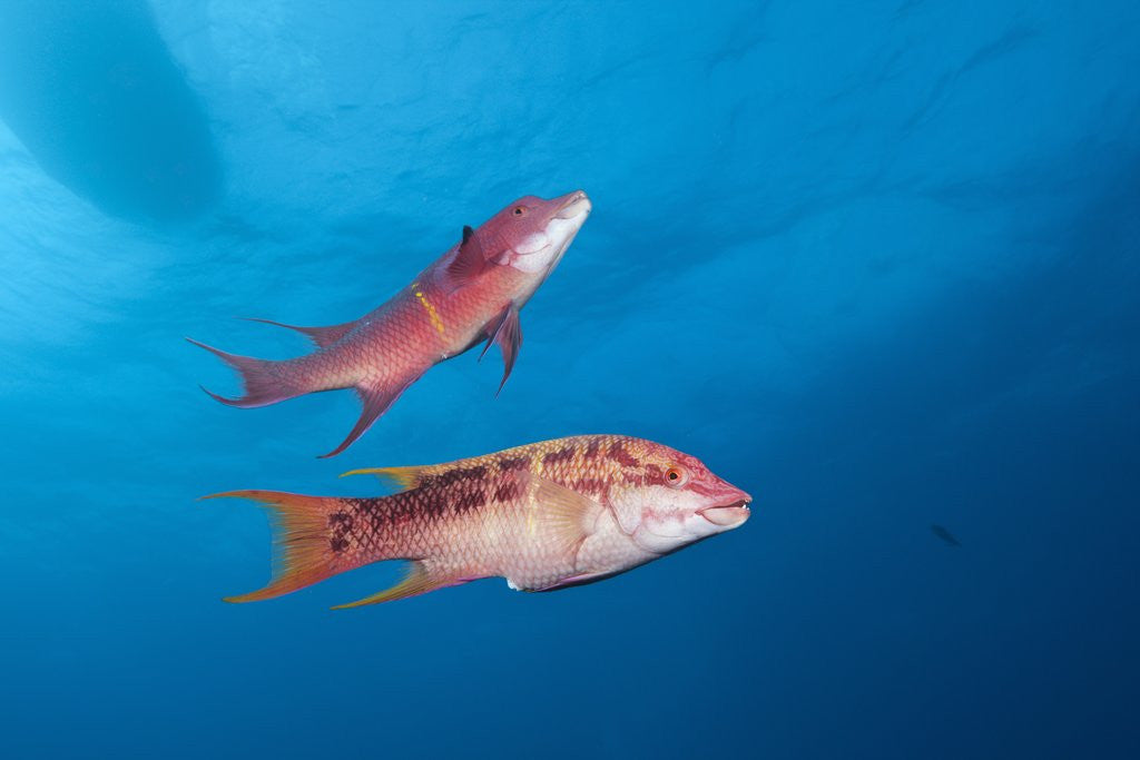 Detail of Mexican Hogfish (Bodianus diplotaenia) by Anonymous
