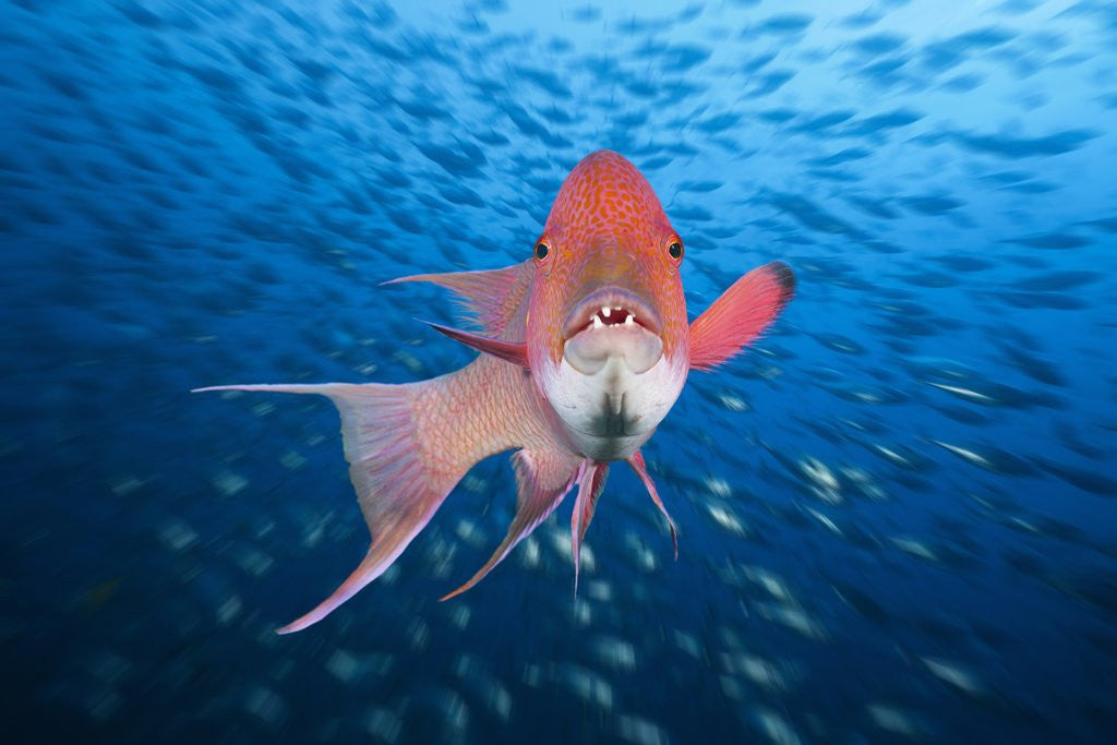 Detail of Mexican Hogfish (Bodianus diplotaenia) by Anonymous