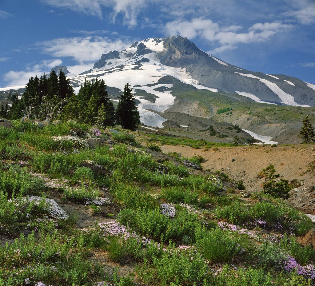 Detail of Phlox wildflowers & Mt. Hood by Anonymous