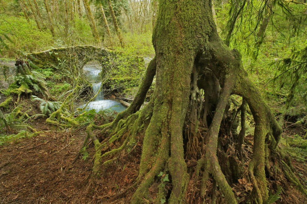 Detail of Cedar tree with exposed roots by Anonymous
