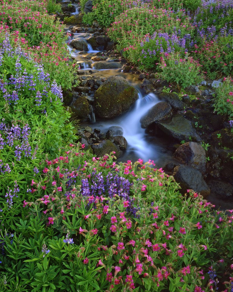 Detail of Elk Creek and wildflowers by Corbis