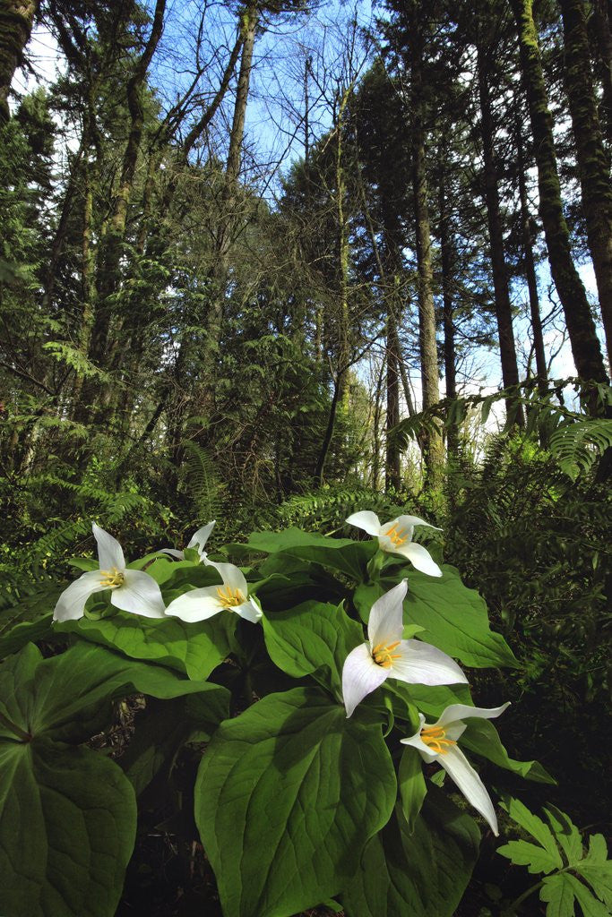 Detail of Wild trillium flowers along trail by Anonymous