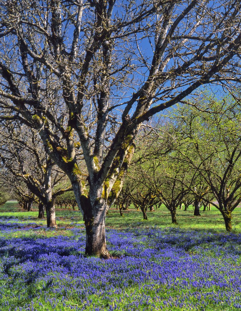 Detail of Grape hyacinth flowers in orchard by Anonymous