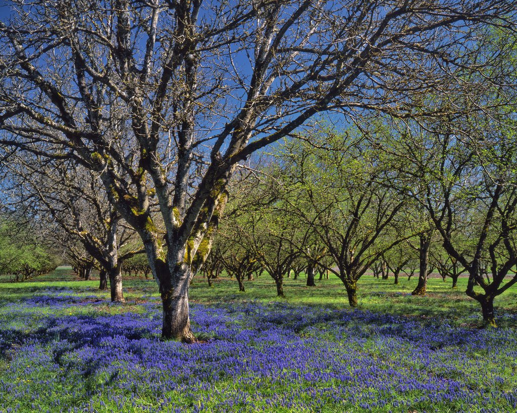 Detail of Grape hyacinth flowers in orchard by Anonymous