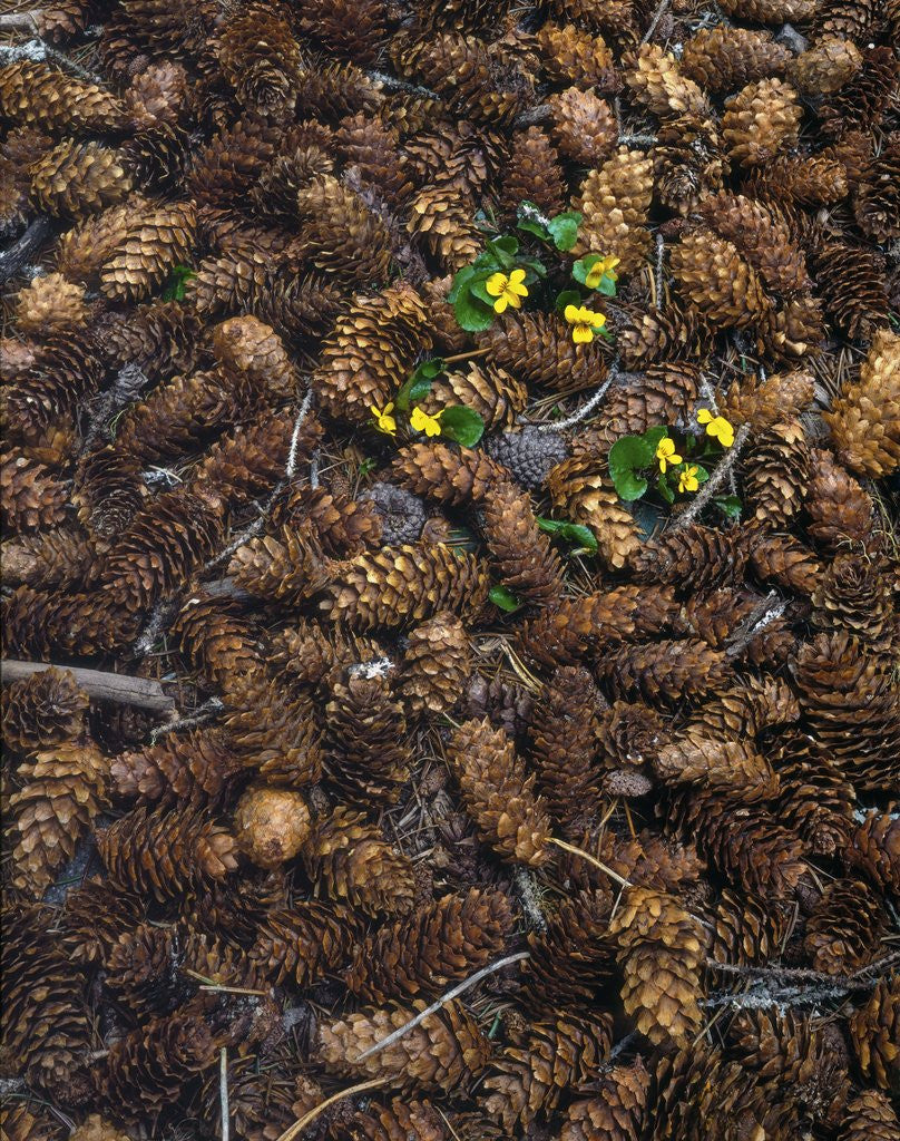 Detail of Wild violas and spruce cones by Anonymous