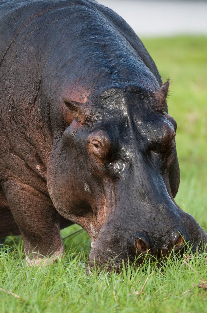 Detail of Hippopotamus grazing, Chobe National Park. by Anonymous