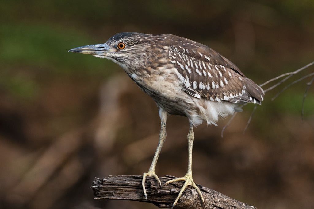 Detail of Squacco heron, Chobe National Park by Anonymous