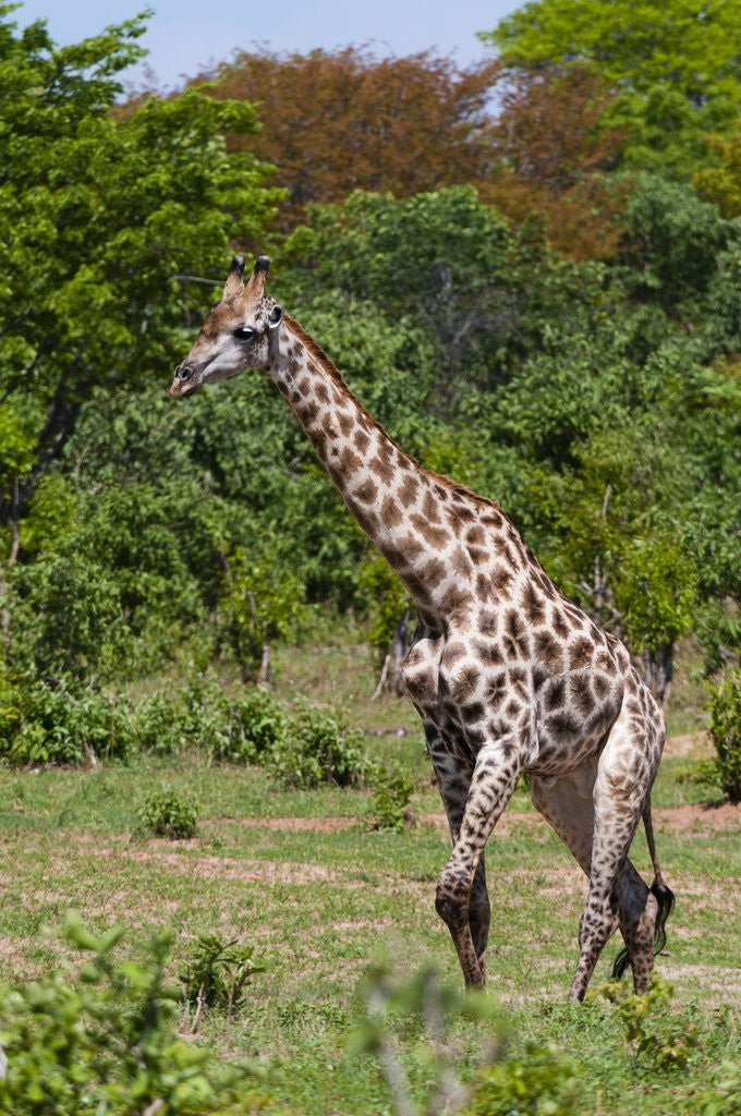 Detail of Southern giraffe, Chobe National Park by Corbis