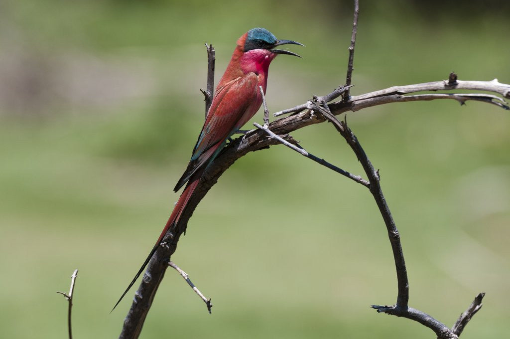 Detail of Southern carmine bee-eater perching on a branch, Chobe National Park by Anonymous