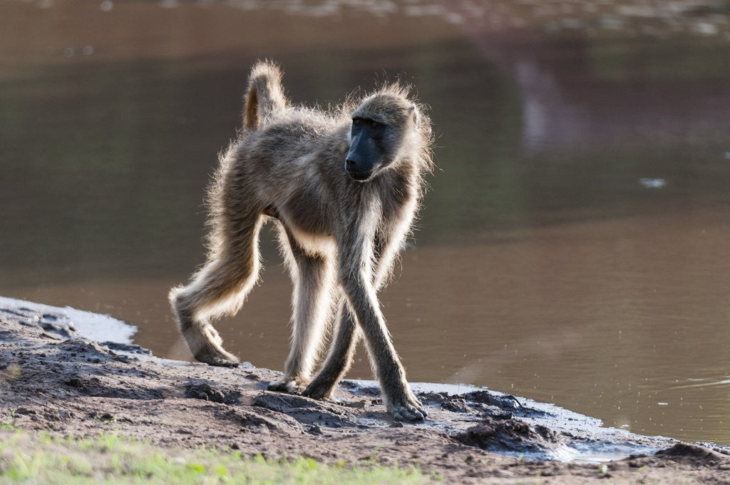 Detail of Chacma baboon, Chobe National Park by Anonymous
