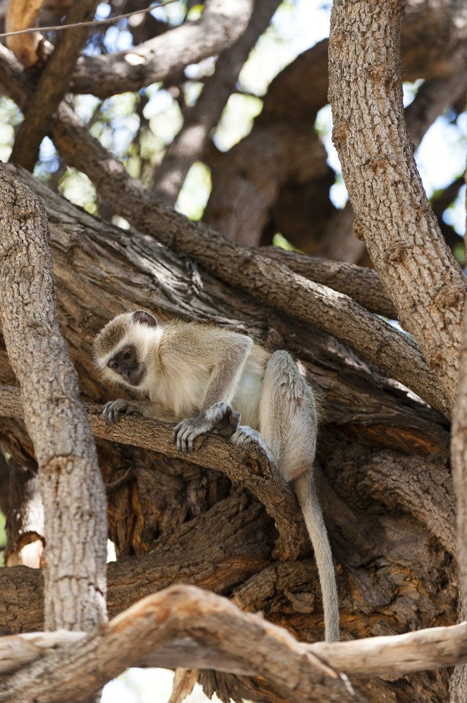 Detail of Vervet monkey, Chobe National Park by Anonymous