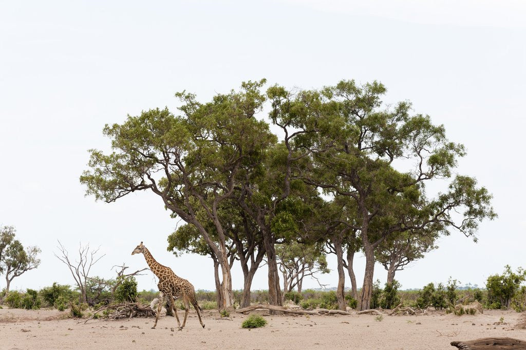 Detail of Southern giraffe, Savuti Marsh by Anonymous