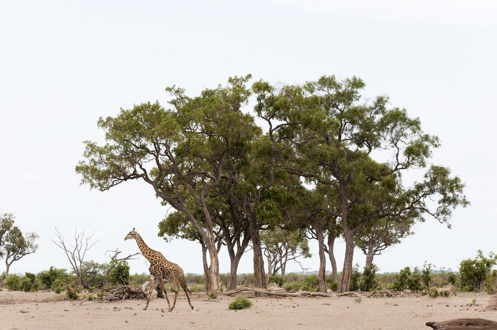 Detail of Southern giraffe, Savuti Marsh by Corbis