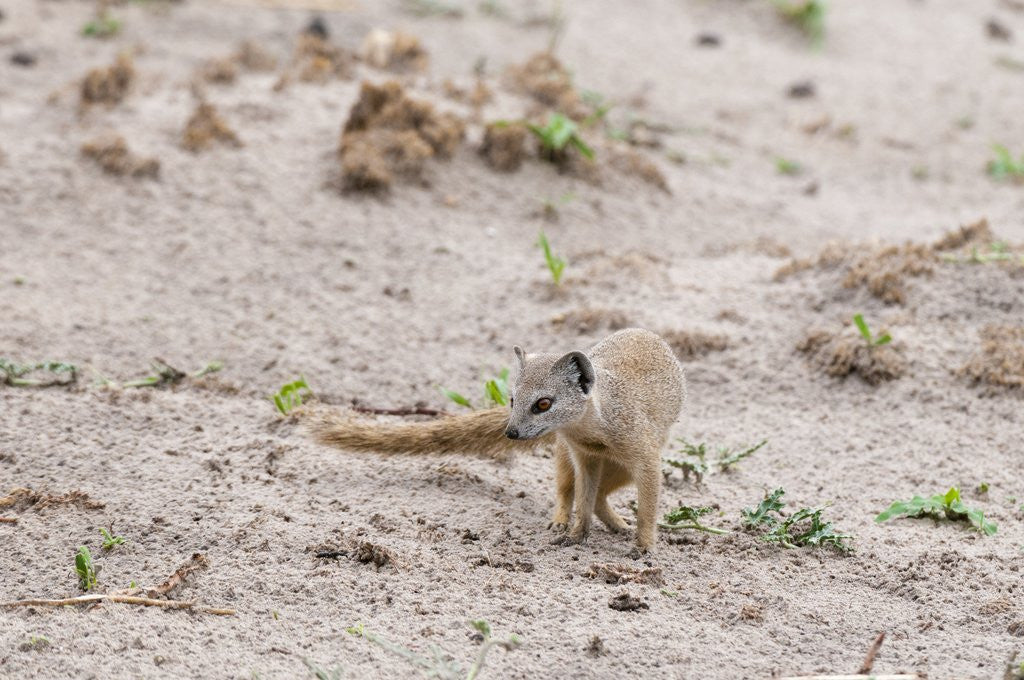 Detail of Slender mongoose, Savuti Marsh by Anonymous