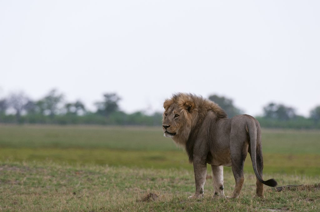 Detail of Male lion, Savuti Marsh by Anonymous