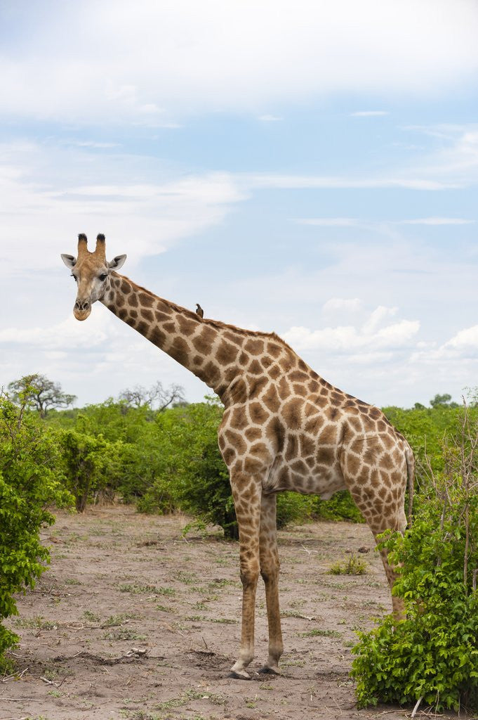 Detail of Southern giraffe, Okavango Delta by Anonymous
