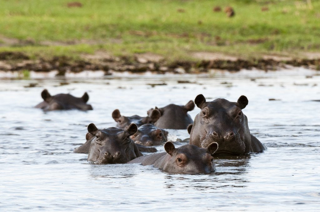 Detail of Hippopotamus, Okavango Delta by Anonymous
