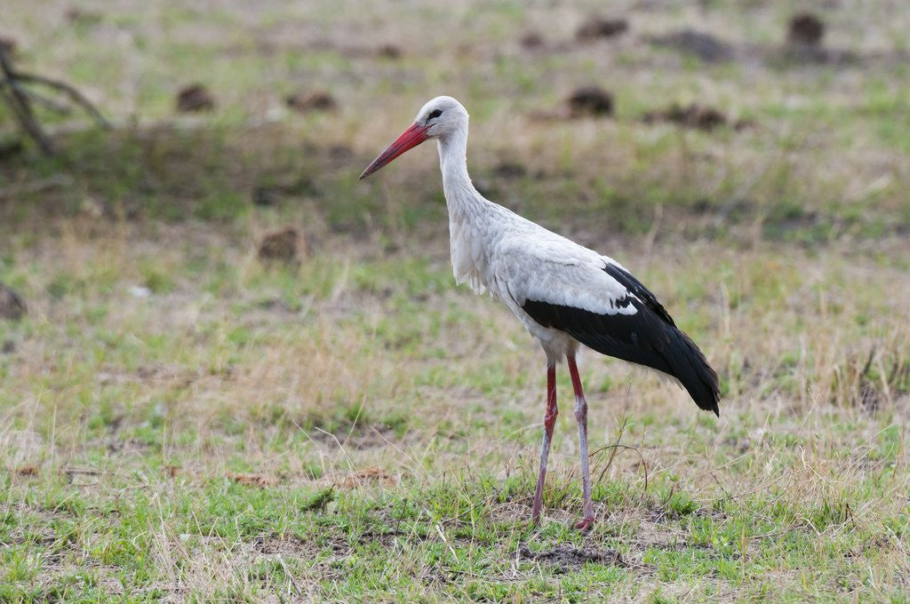 Detail of White stork, Okavango Delta by Anonymous