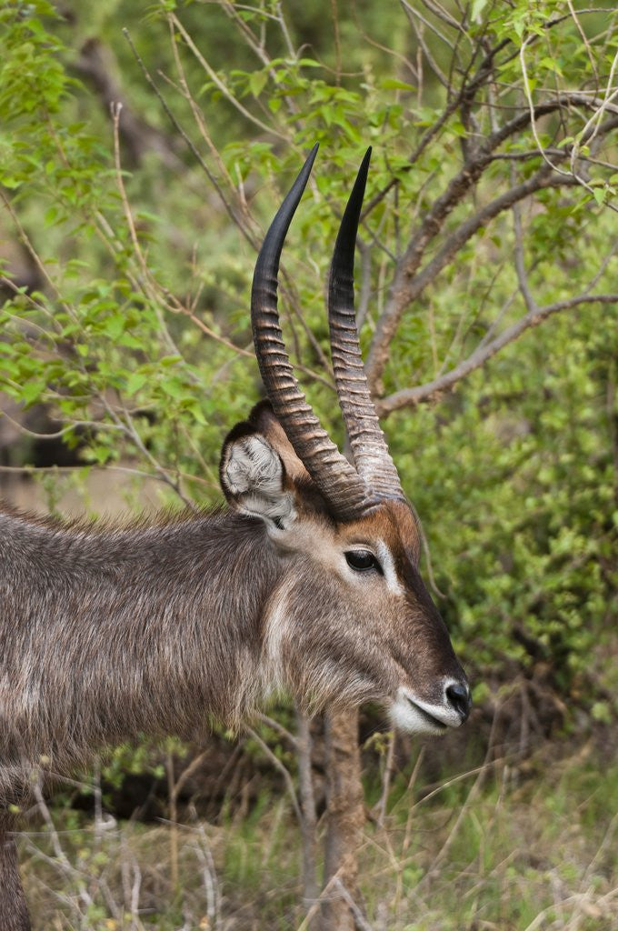 Detail of Waterbuck, Okavango Delta by Anonymous